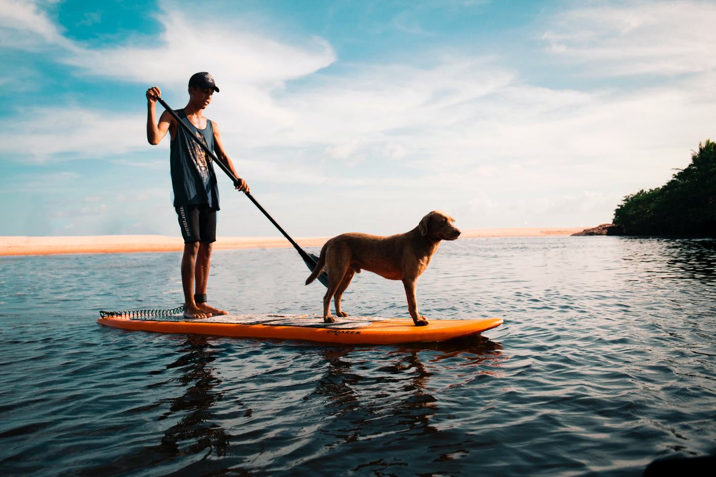 Paddleboarder with a dog on the board
